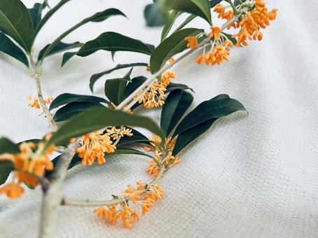 キンモクセイの写真