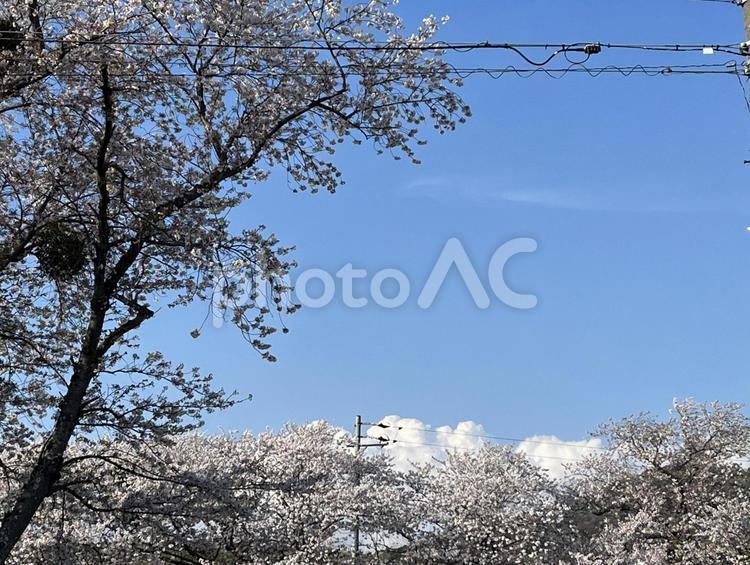 さくらと雲 さくら,サクラ,春の写真素材