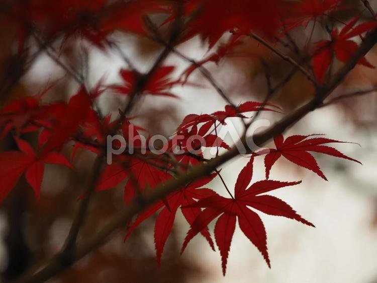 京都　永観堂の紅葉　クローズアップ 京都,紅葉,もみじの写真素材
