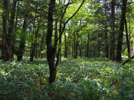 上高地の森林 上高地の森林 上高地,樹木,グリーンの写真素材