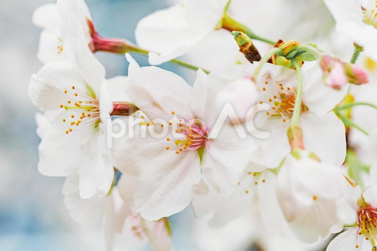 桜の花イメージ さくら,サクラ,春の写真素材