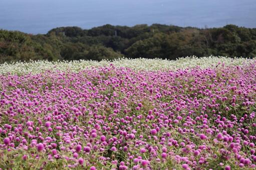 ピンクと白の千日紅の花畑と森と海の風景 ピンク,白,千日紅の写真素材