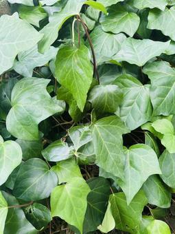 葉緑 葉緑 葉っぱ,夏の植物,グリーンの写真素材
