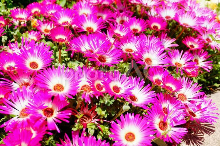 笑顔が弾けるカノジョたち 花畑,花,草花の写真素材