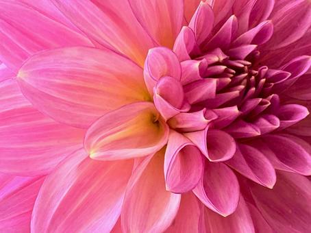 華やかなダリア 02の写真