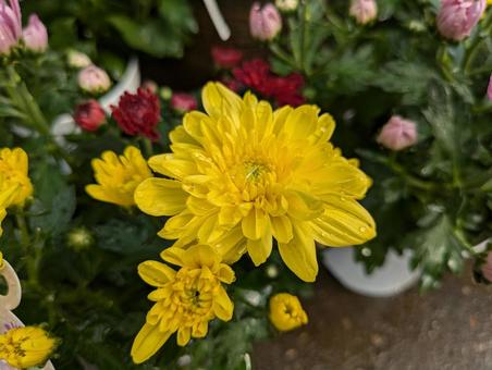 美しい菊 美しい菊 ポットマム,花,flowerの写真素材