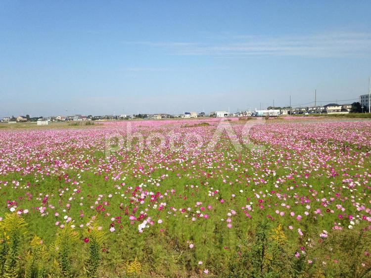秋のコスモス畑 野原,自然,秋の写真素材