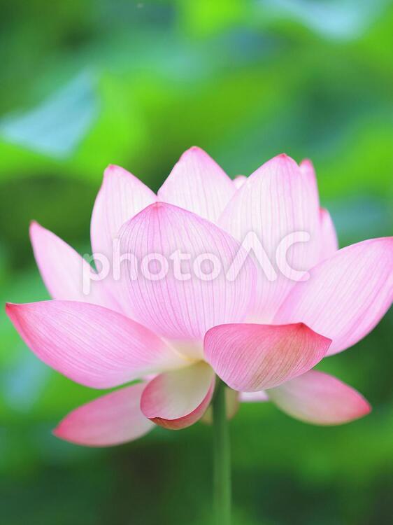 ハス　蓮　かわいいピンクの花 ハス,蓮,はすの写真素材