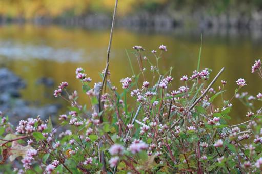 秋の河原を彩るピンク色の自然の写真