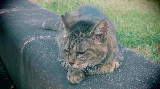 夕涼みが日課のもふもふで可愛い猫様 夕涼みが日課のもふもふで可愛い猫様の写真