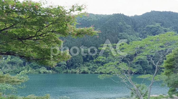 新緑の風景 新緑,みどり,グリーンの写真素材