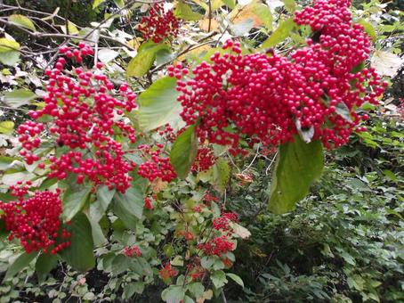 樹木カマズミ 樹木カマズミ 樹木,カマズミ,真っ赤な実の写真素材