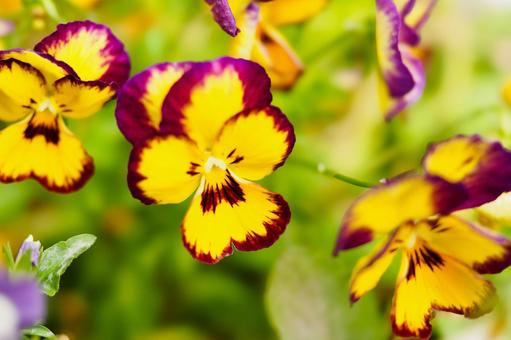 image of yellow pansies, JPG