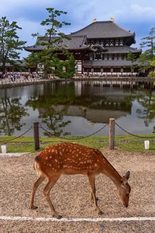 鹿と東大寺 鹿と東大寺の写真