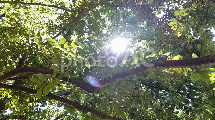 木漏れ日 屋外で,晴れ,木の写真素材