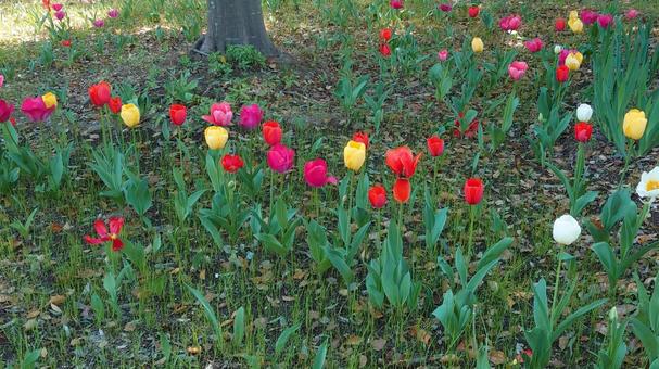 花 花,チューリップ,カラフルの写真素材
