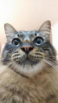 ねこ ねこ 猫,ねこ,ふわふわの写真素材