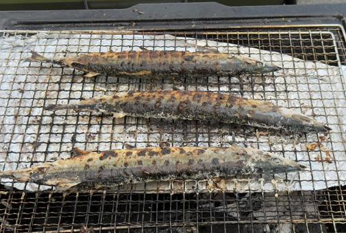 秋の魚 さんま バーベキューの炭焼き 秋の魚 さんま バーベキューの炭焼き さんま,秋刀魚,秋の写真素材