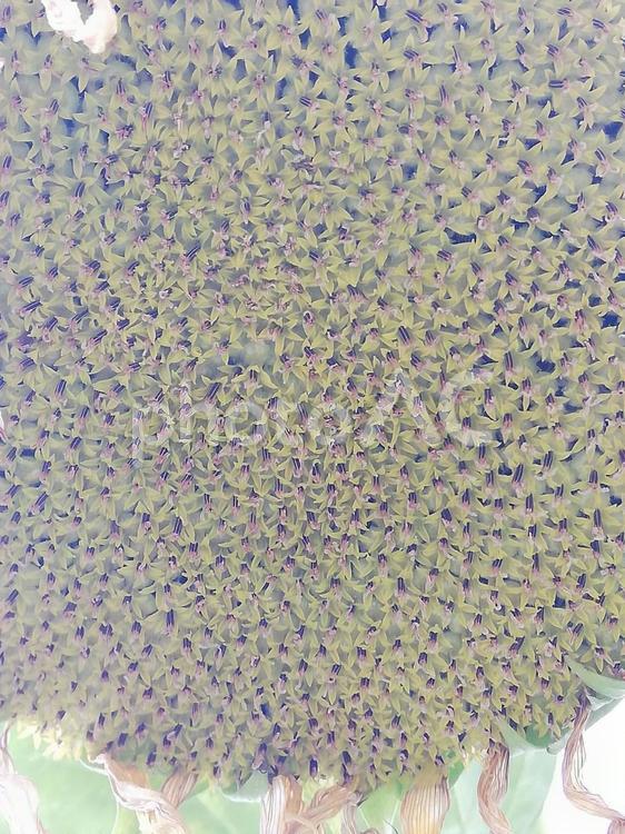 ひまわり　種 ひまわり,向日葵,向日葵の種の写真素材