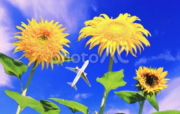 夏イメージ素材/ひまわりと青空と飛行機 ひまわり,夏,花の写真素材