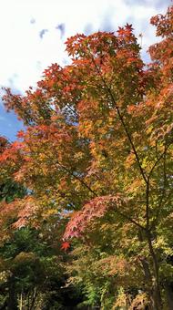 青空と紅葉 青空と紅葉の写真