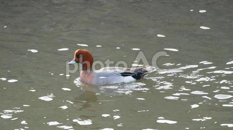 早春の小川を波紋を残して泳ぐヒドリガモ ヒドリガモ,鴨,渡り鳥の写真素材