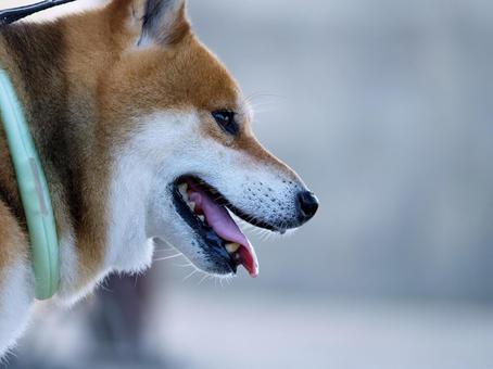 柴犬の横顔 柴犬の横顔 犬,柴犬,可愛い犬の写真素材