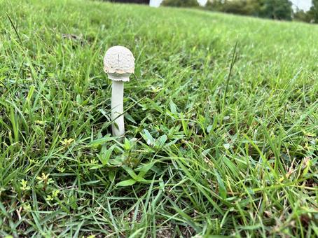 高湿度の日に芝生に生えたキノコ 高湿度の日に芝生に生えたキノコの写真