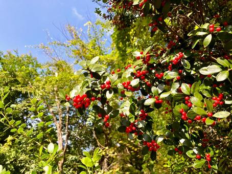 ヒメヒイラギの赤い実　クリスマスシーズン ヒメヒイラギ,赤い実,鮮やかの写真素材