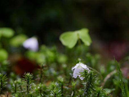 雨の白駒の森 雨の白駒の森の写真