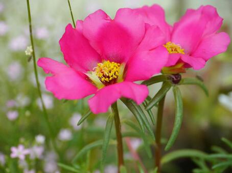 エネルギッシュなピンク松葉牡丹（日照草） マツバボタン,ポーチュラカ,花の写真素材