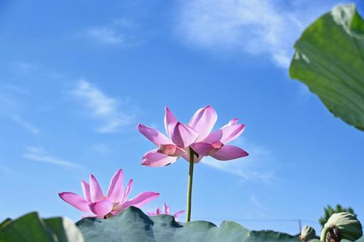 Lotus flowers spreading in the summer sky, JPG