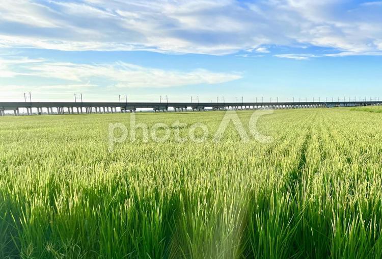穀倉地帯に伸びゆく新幹線の高架橋と田園 高架橋,新幹線,田園の写真素材