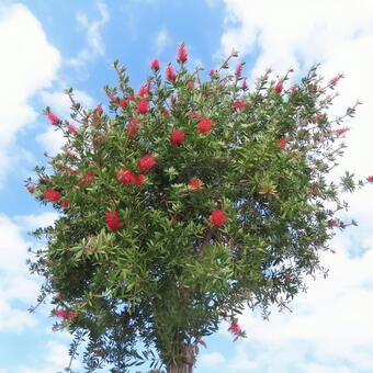 ブラシノキ ブラシノキ,花,花びらの写真素材