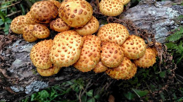ヌメリスギタケ ヌメリスギタケ きのこ,キノコ狩り,キノコの写真素材