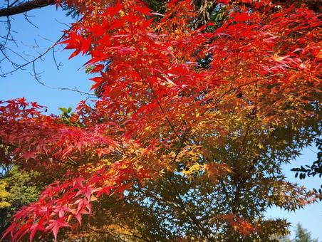 青空に映える紅葉 紅葉,もみじ,モミジの写真素材