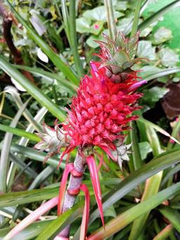 Pineapple Ichikawa City Zoological and Botanical Garden Ornamental Botanical Garden, JPG
