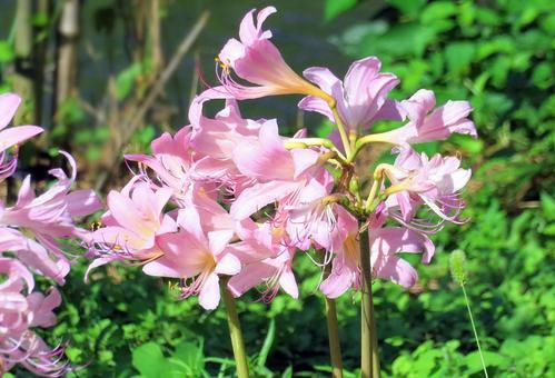 夏の終わりのナツズイセンの花 夏の終わりのナツズイセンの花の写真