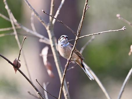 囀る雄のホオジロ 囀る雄のホオジロ ホオジロ,野鳥,鳥の写真素材