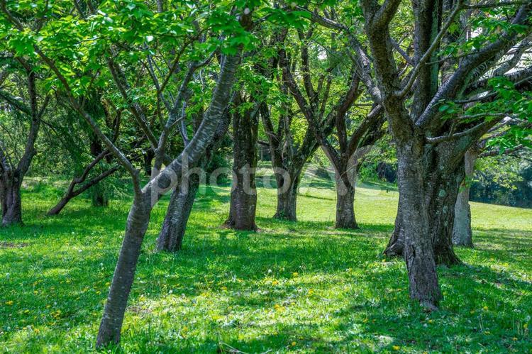 爽やかな公園の風景 公園,新鮮,散歩の写真素材