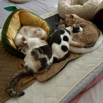 猫団子 多頭飼い,冬,寒がりの写真素材