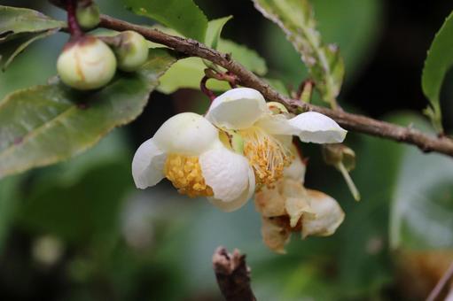 しべが繊細なヒメシャラの花の写真