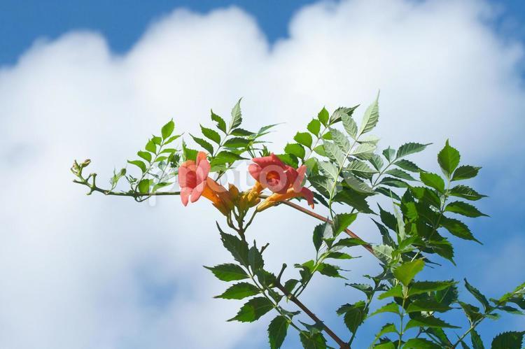 夏空に咲くノウゼンカツラ ノウゼンカツラ,オレンジ色,夏空の写真素材