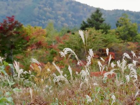 乗鞍高原の紅葉 秋,風景,自然の写真素材