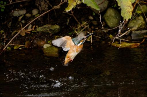 飛翔するカワセミ 鳥,野鳥,カワセミの写真素材