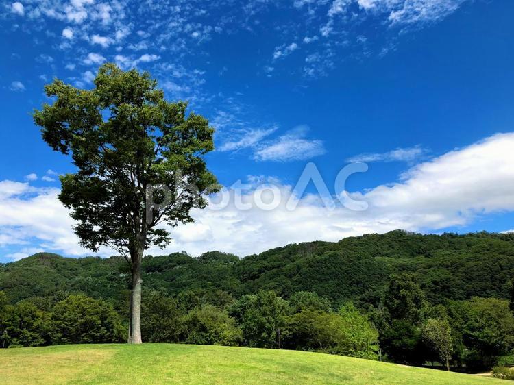 公園の木立と夏の青空 公園,夏,青空の写真素材