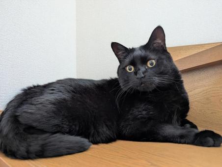 黒猫 3 黒猫 3の写真
