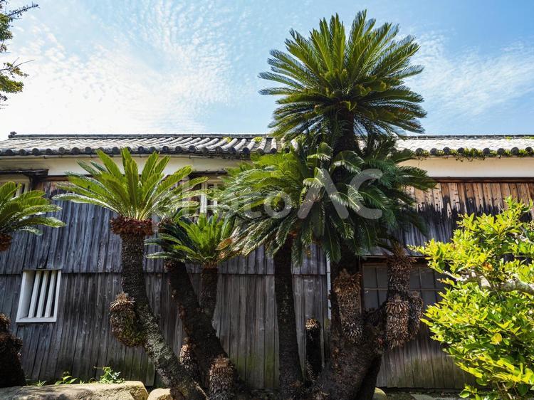 和風の建物の前の大きなソテツ ソテツ,大きい,古いの写真素材