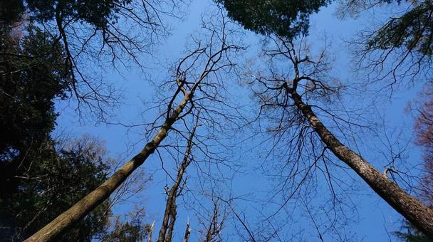 見上げた木と空 見上げた木と空 木,空,林の写真素材