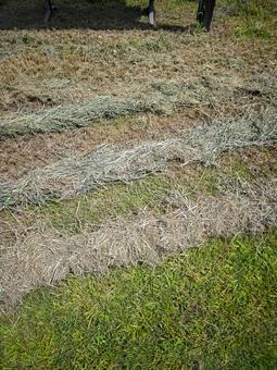 刈り取られた草の畝 草,刈り草,牧草の写真素材